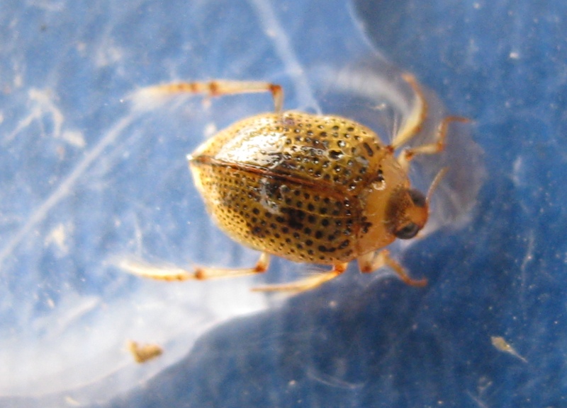 Laccophilus sp. (Dytiscidae) e Peltodytes rotundatus